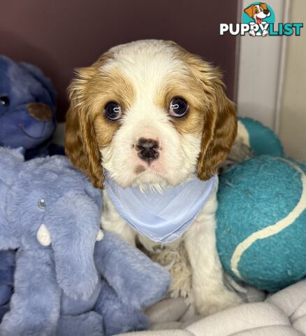 Cavalier King Charles Spaniel Puppy