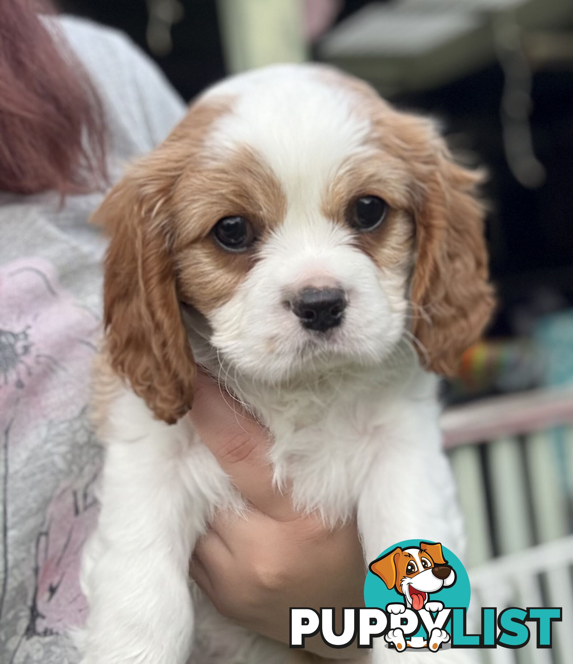 Cavalier King Charles Spaniel Puppy