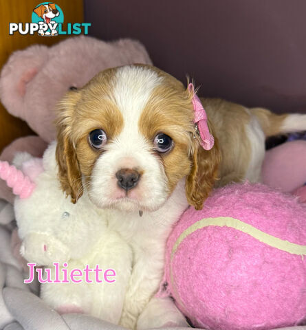 Cavalier King Charles Spaniel Puppies