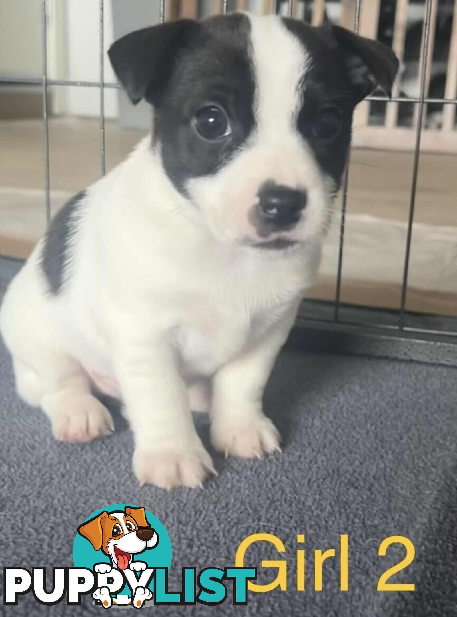 Great Quality Jack Russell puppies