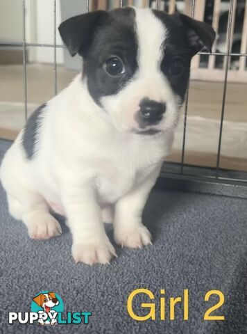 Great Quality Jack Russell puppies