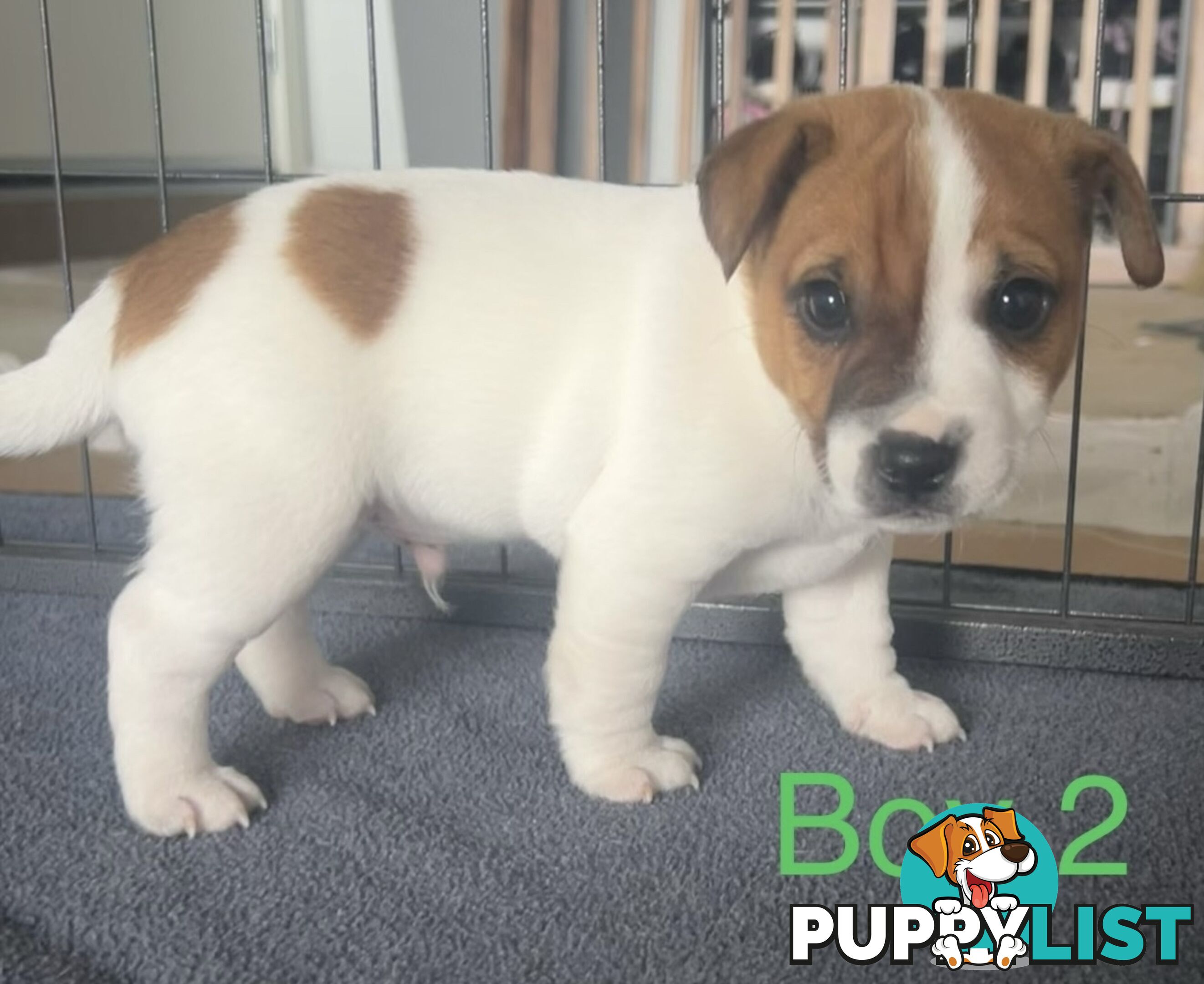 Great Quality Jack Russell puppies