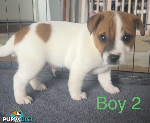 Great Quality Jack Russell puppies
