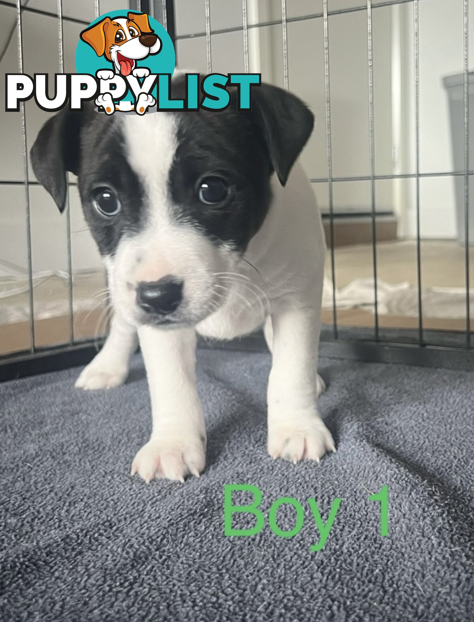Great Quality Jack Russell puppies