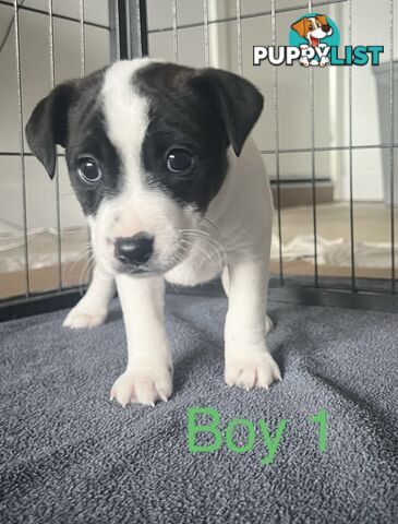 Great Quality Jack Russell puppies