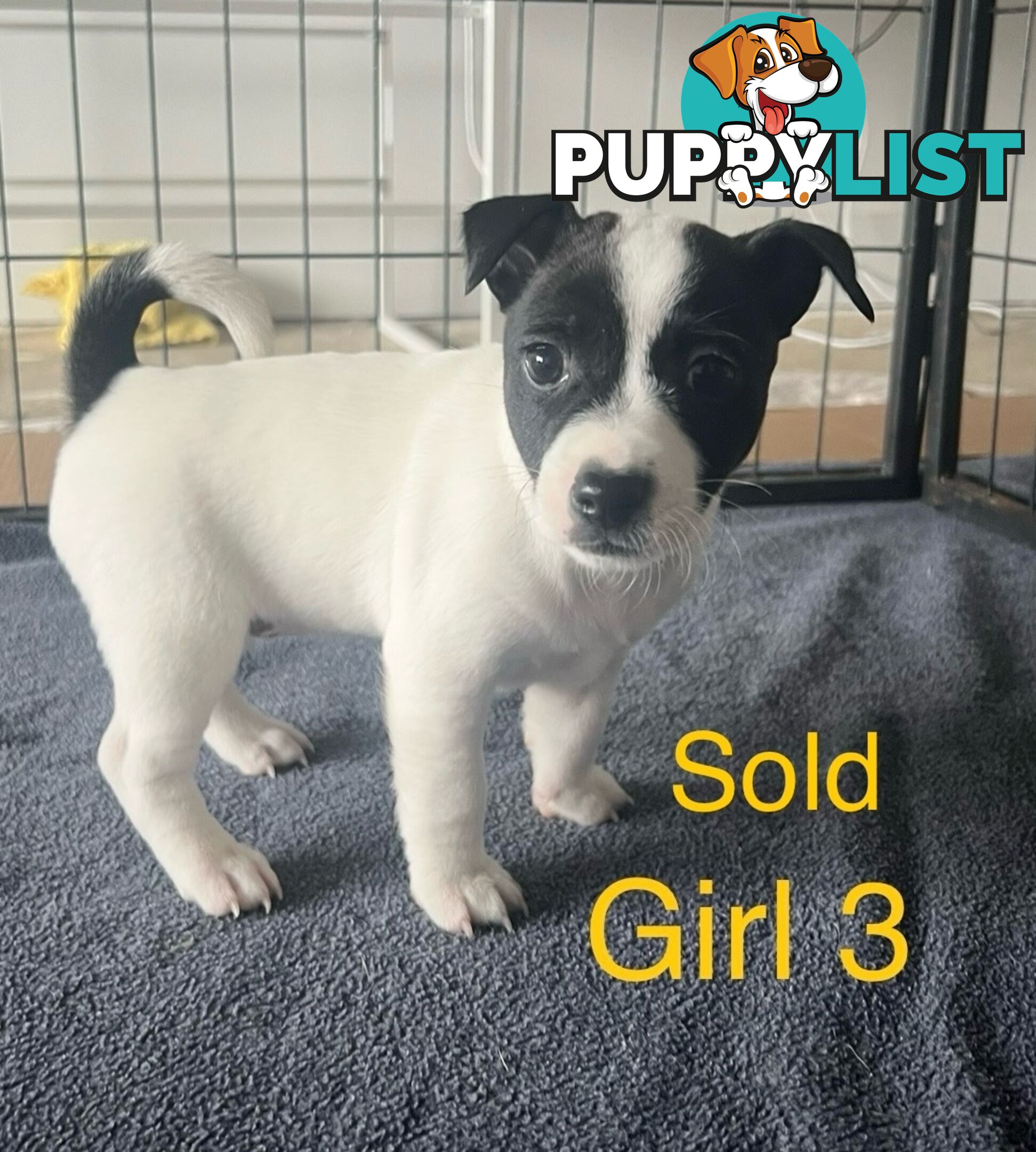 Great Quality Jack Russell puppies