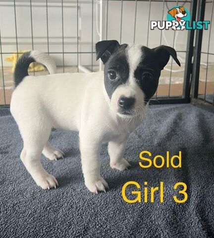Great Quality Jack Russell puppies