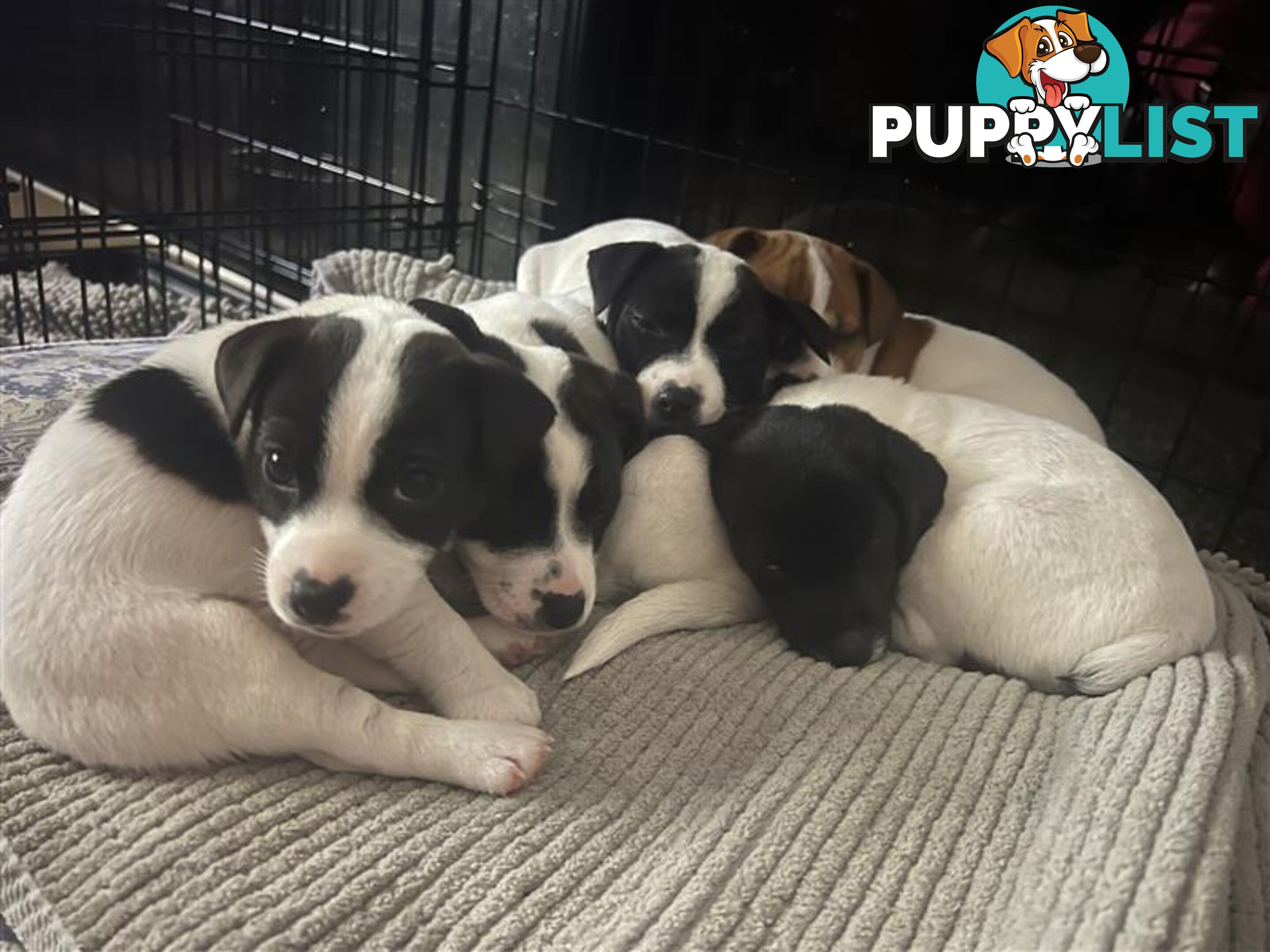 Great Quality Jack Russell puppies