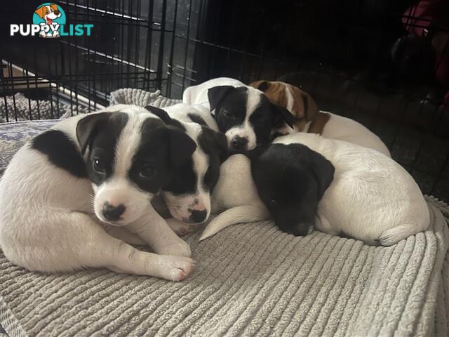Great Quality Jack Russell puppies