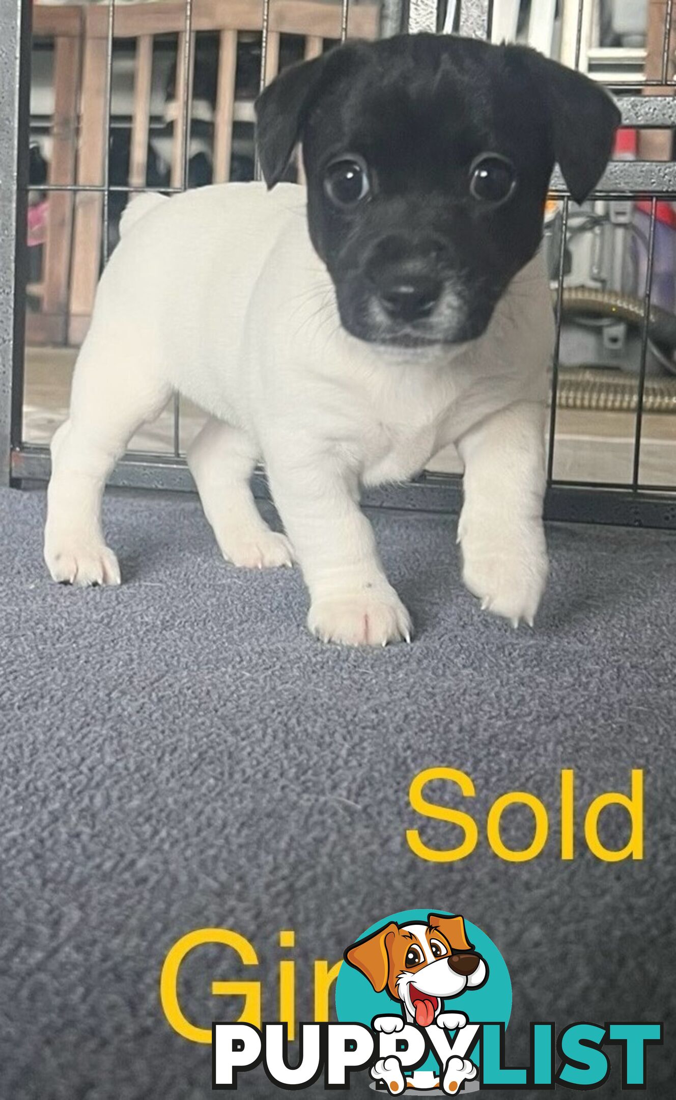 Great Quality Jack Russell puppies