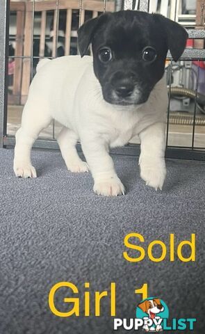 Great Quality Jack Russell puppies