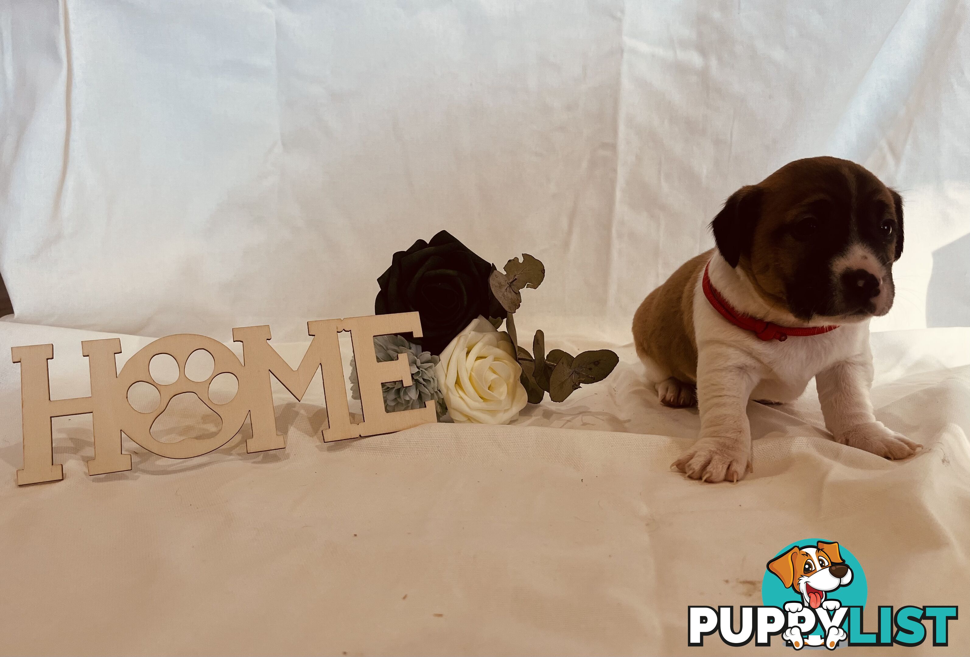 Small type Jack Russel Puppies!
