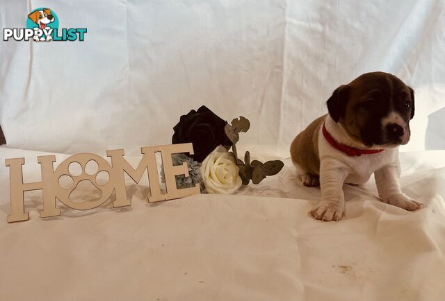 Small type Jack Russel Puppies!
