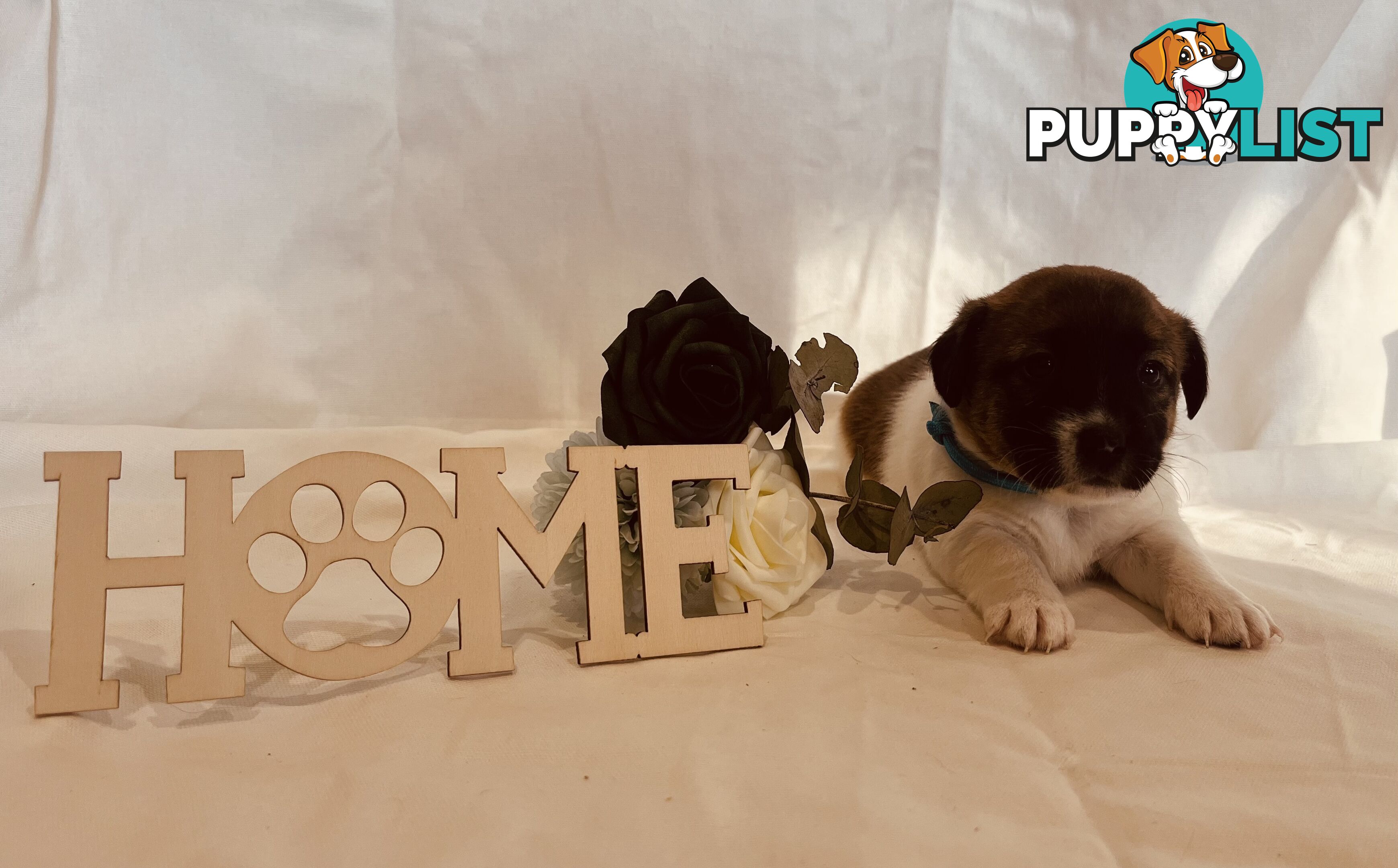 Small type Jack Russel Puppies!