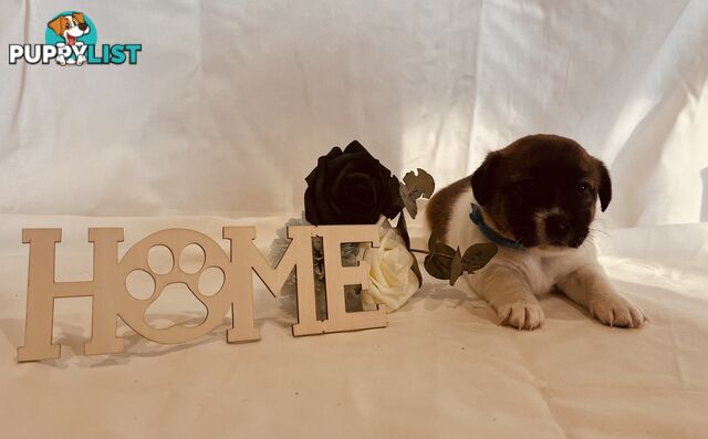 Small type Jack Russel Puppies!