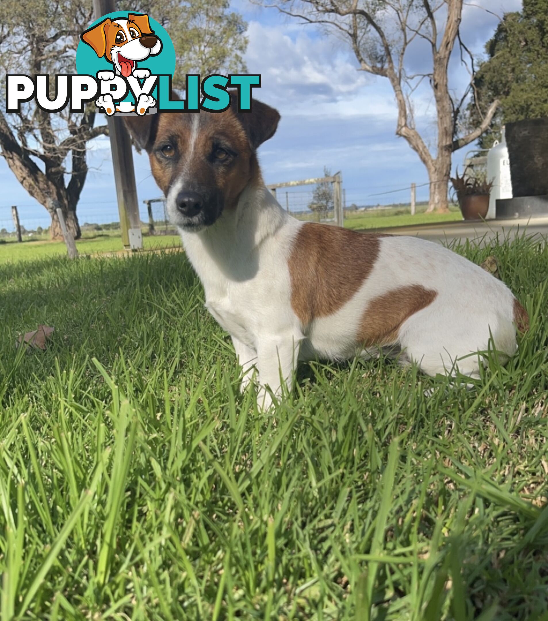 Small type Jack Russel Puppies!