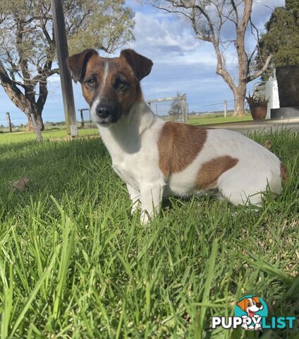 Small type Jack Russel Puppies!