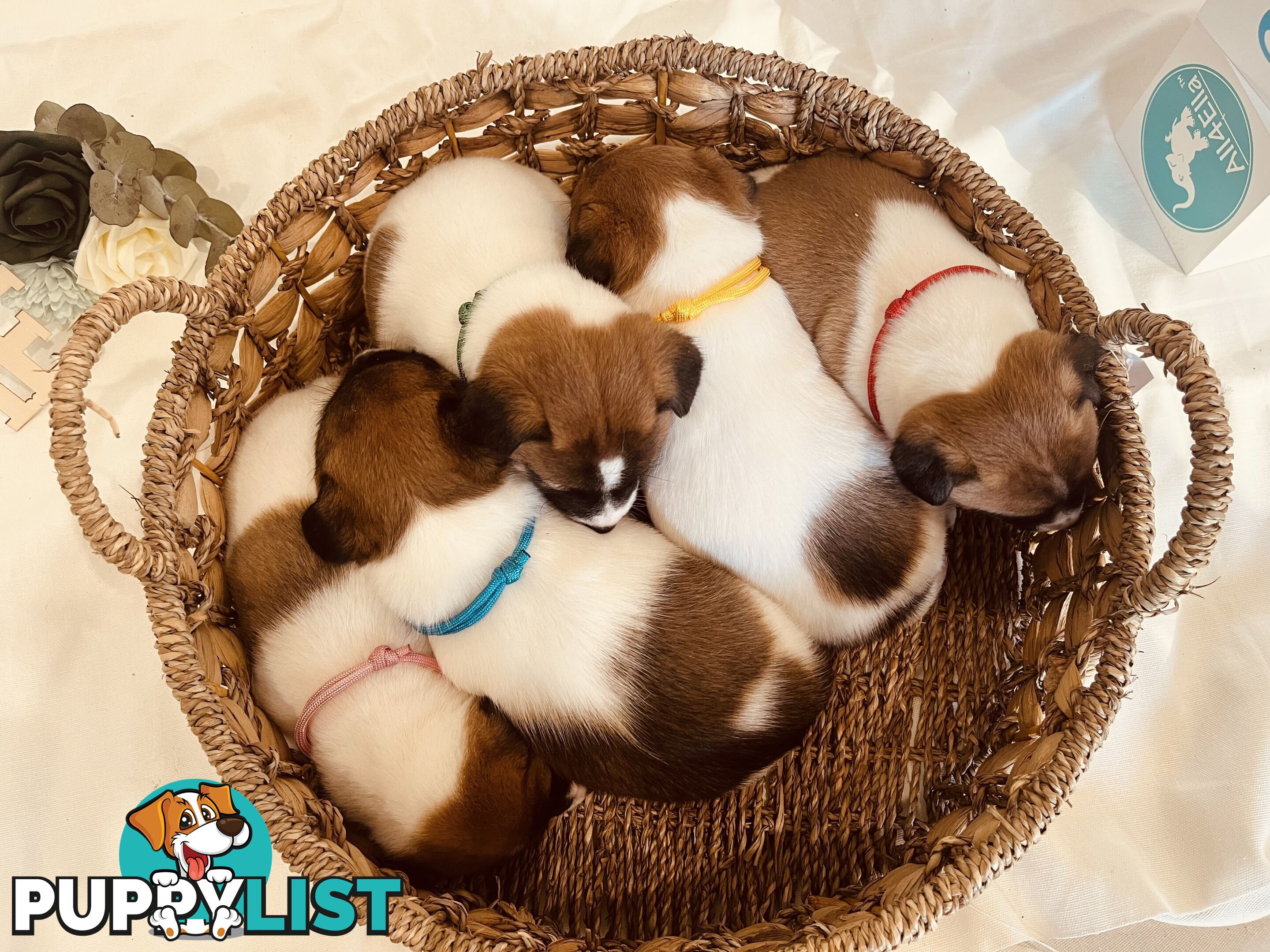 Small type Jack Russel Puppies!