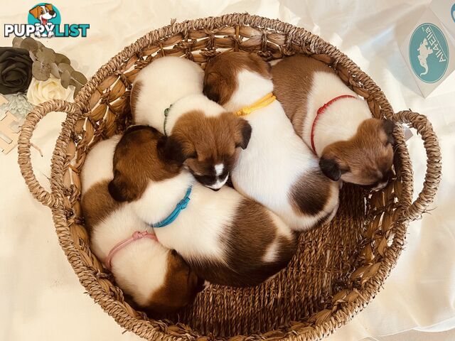 Small type Jack Russel Puppies!