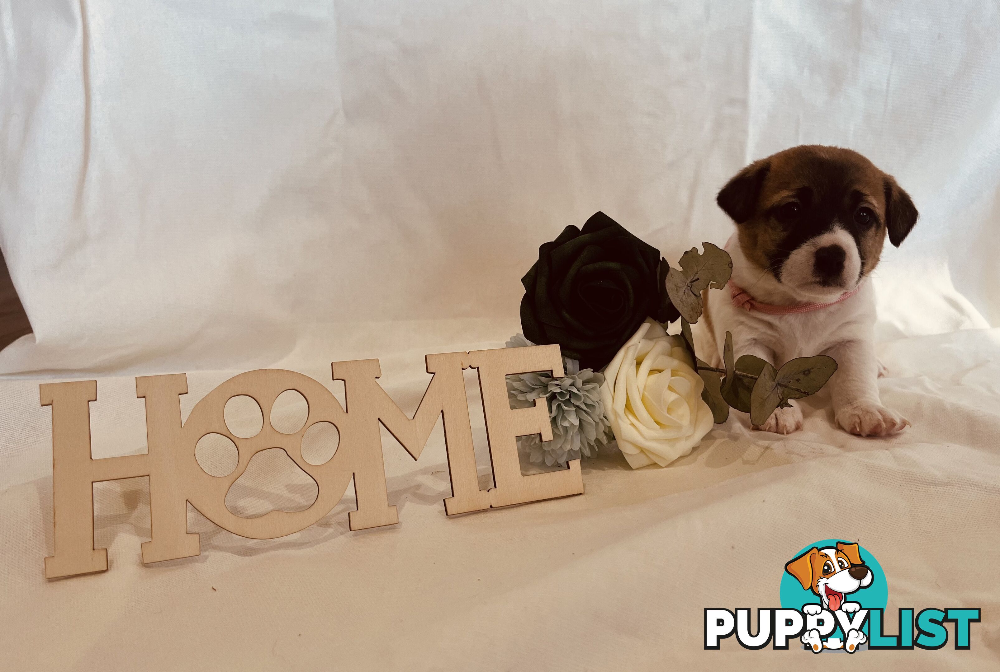 Small type Jack Russel Puppies!