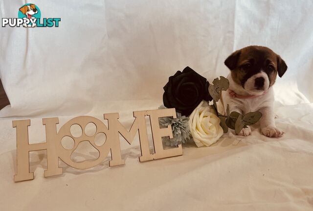 Small type Jack Russel Puppies!