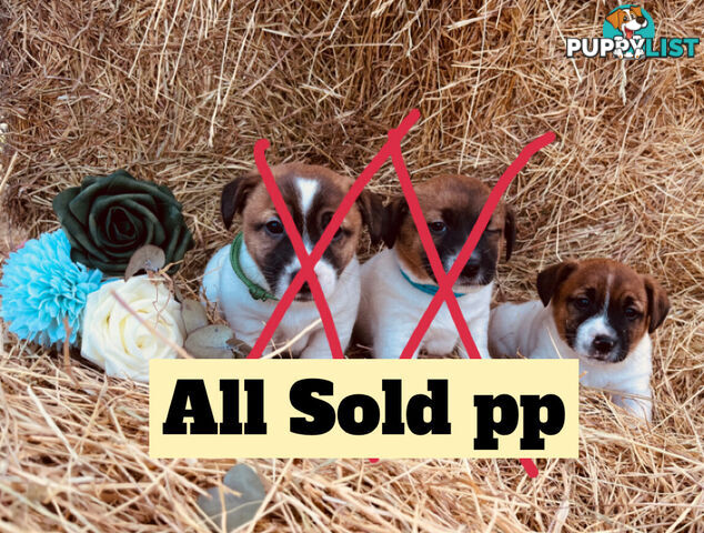 Small type Jack Russel Puppies!