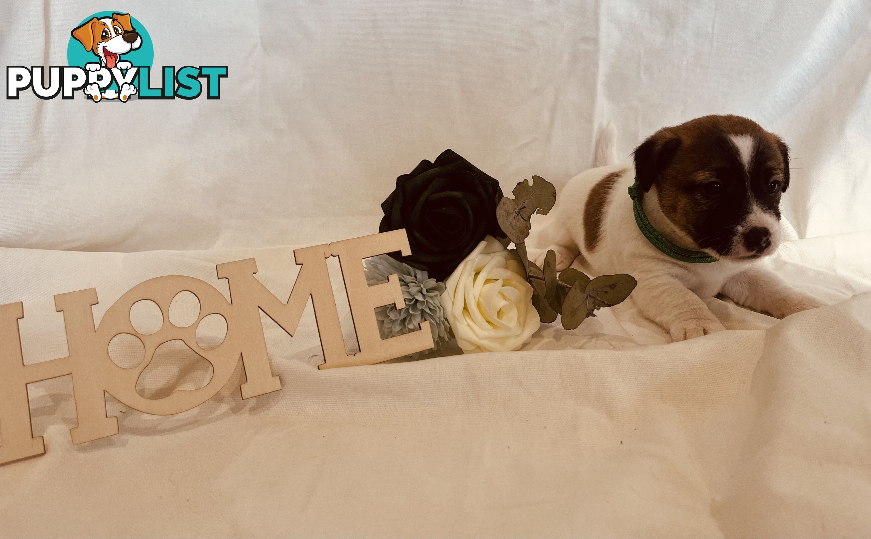 Small type Jack Russel Puppies!
