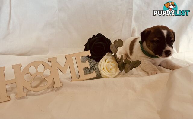 Small type Jack Russel Puppies!