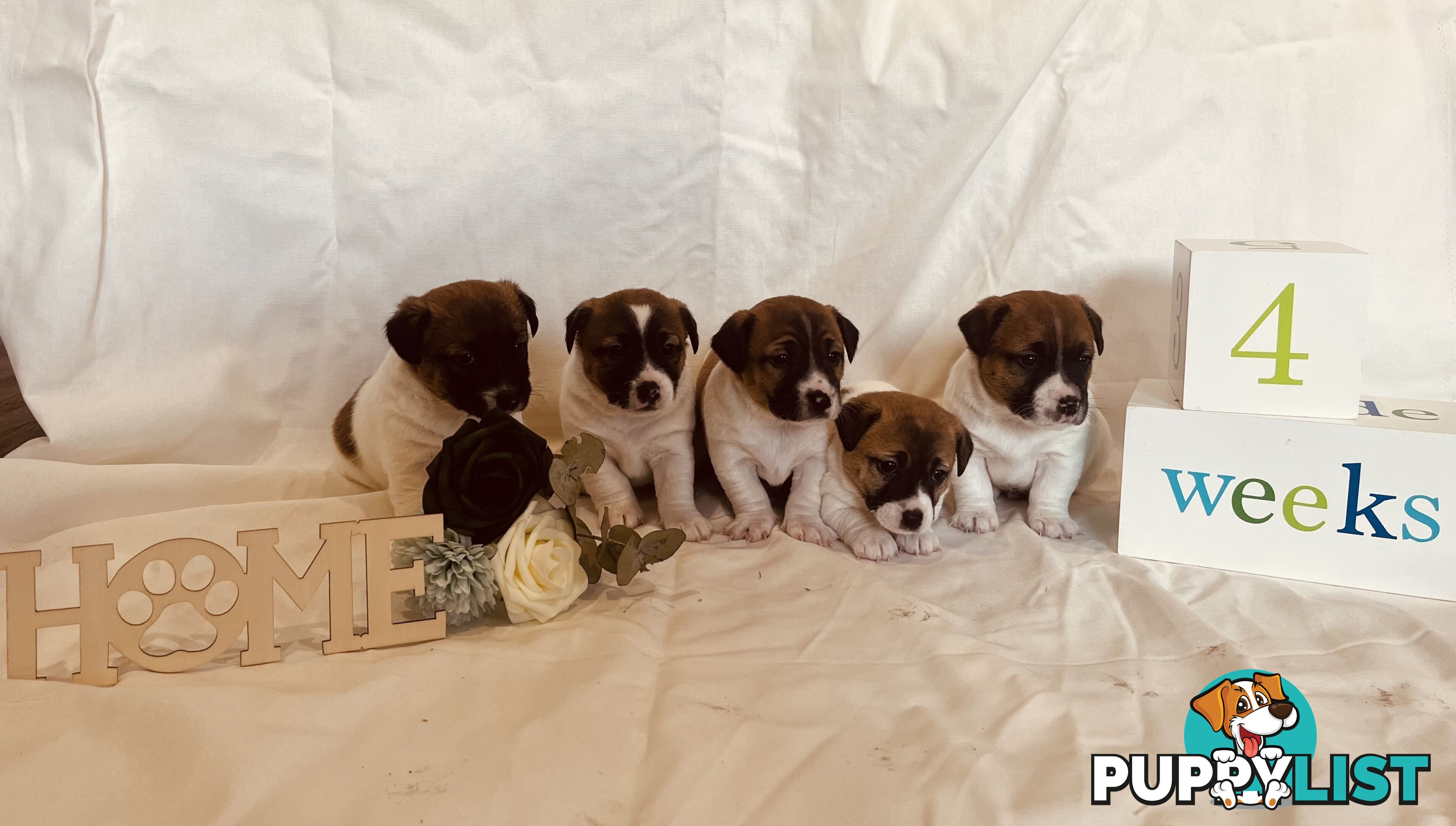 Small type Jack Russel Puppies!