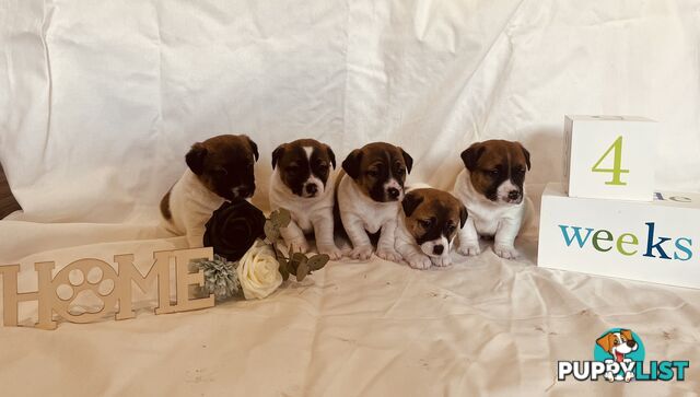 Small type Jack Russel Puppies!