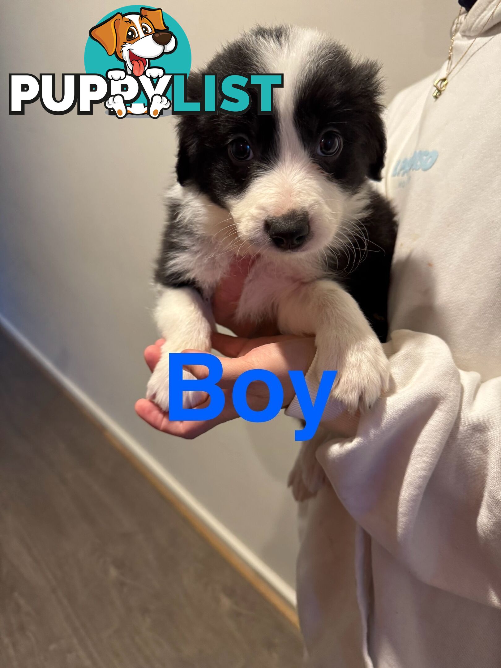 Pure bread border collie puppys