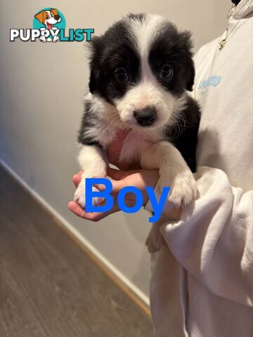Pure bread border collie puppys