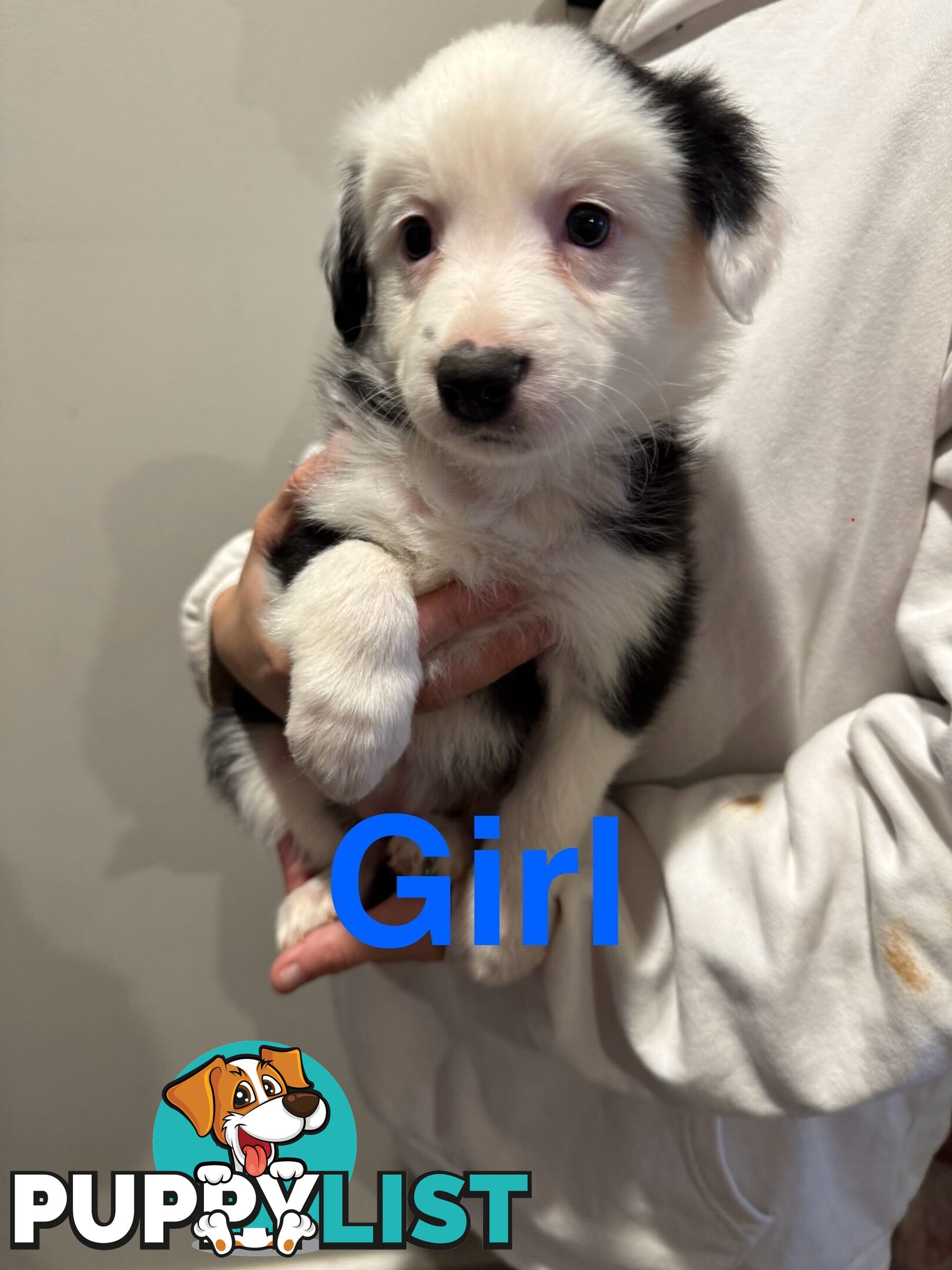Pure bread border collie puppys