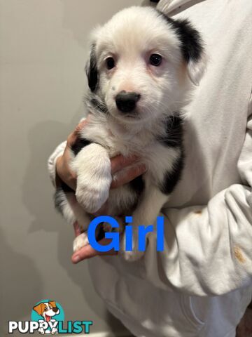 Pure bread border collie puppys