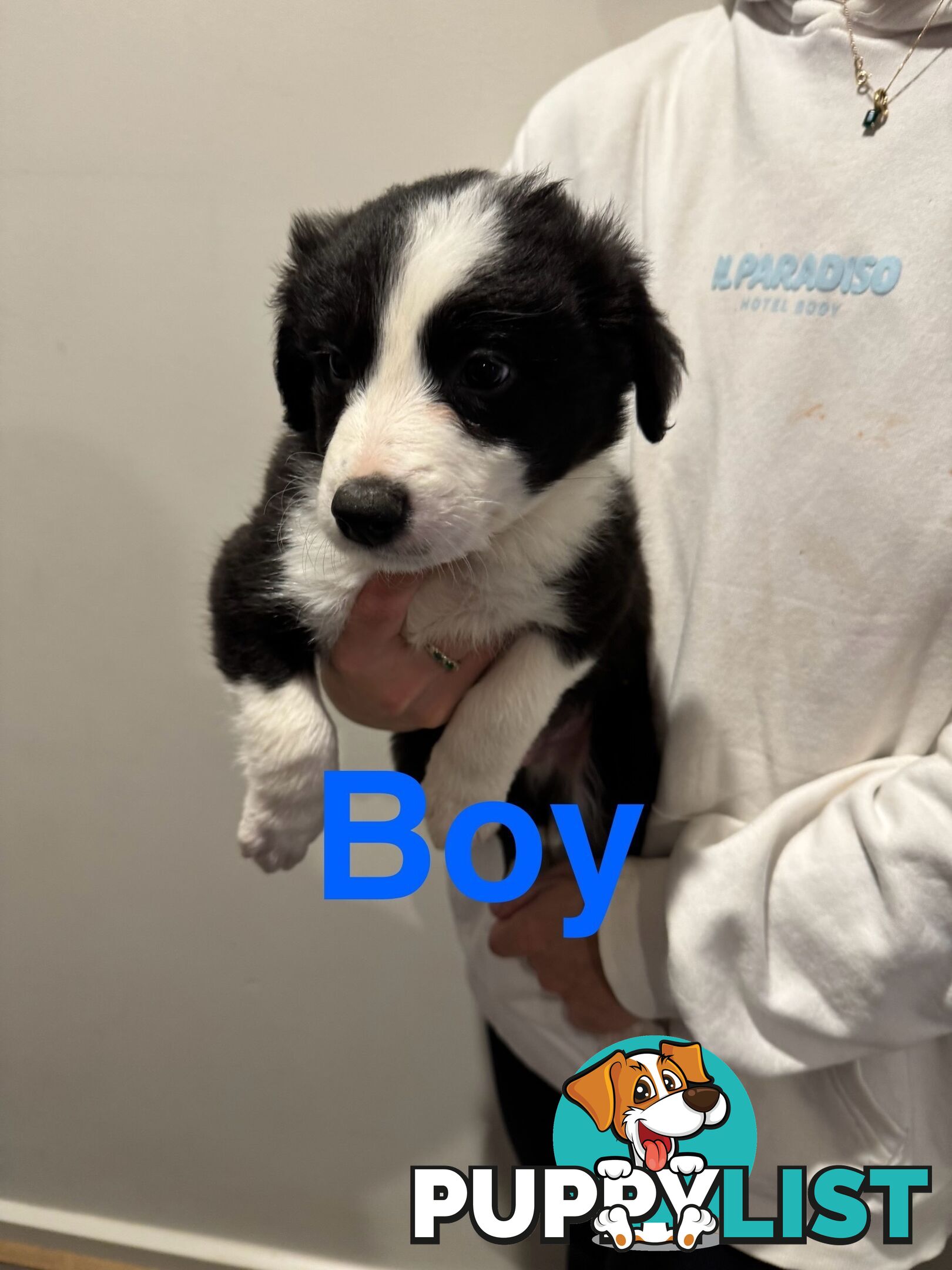 Pure bread border collie puppys