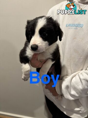 Pure bread border collie puppys