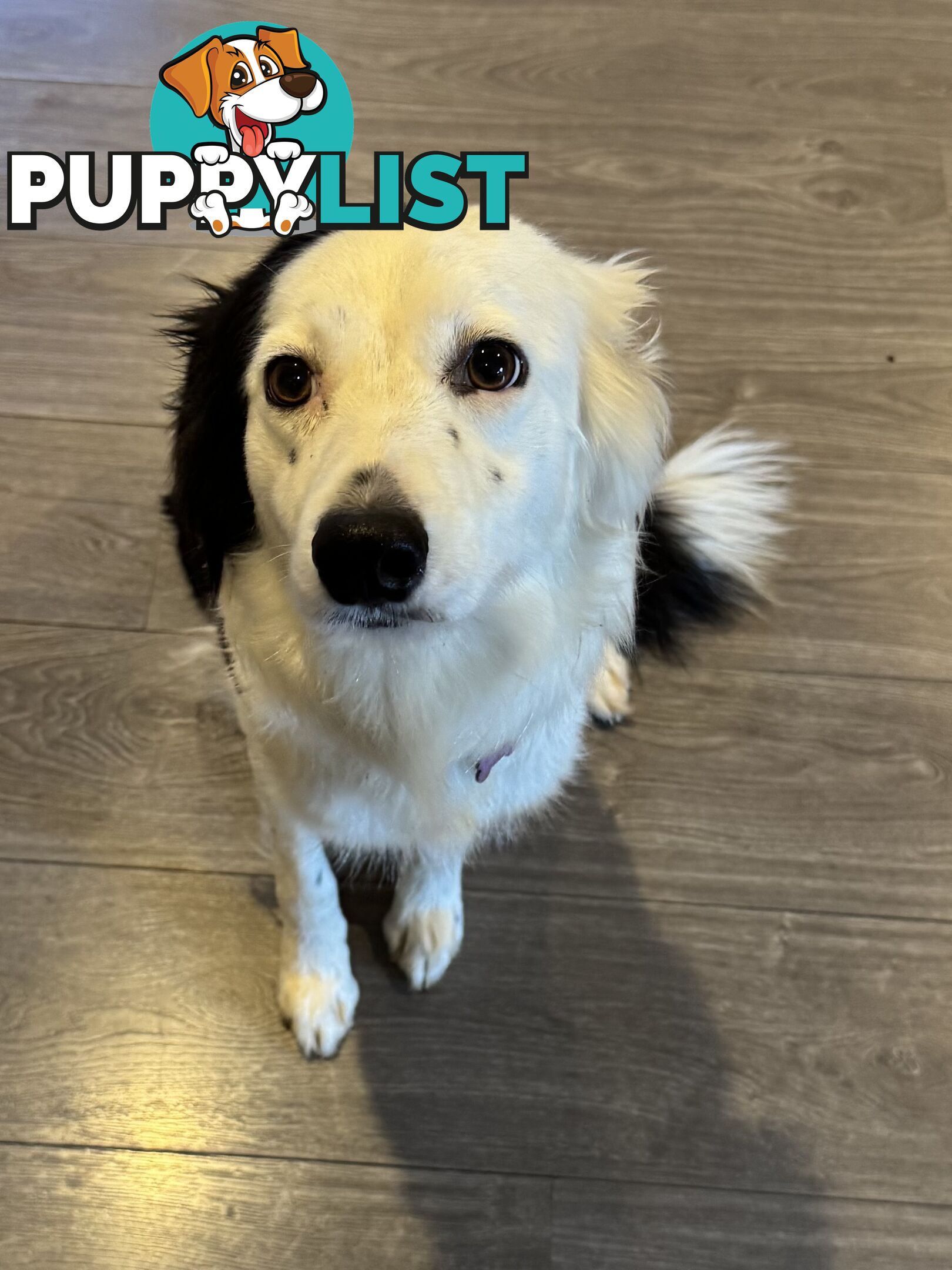 Pure bread border collie puppys