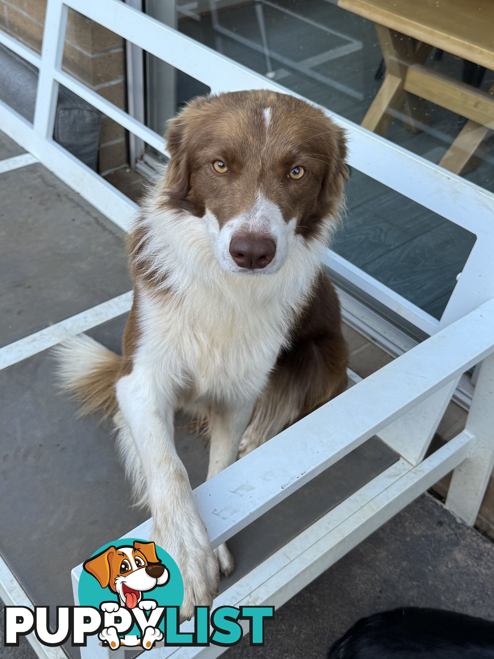 Pure bread border collie puppys