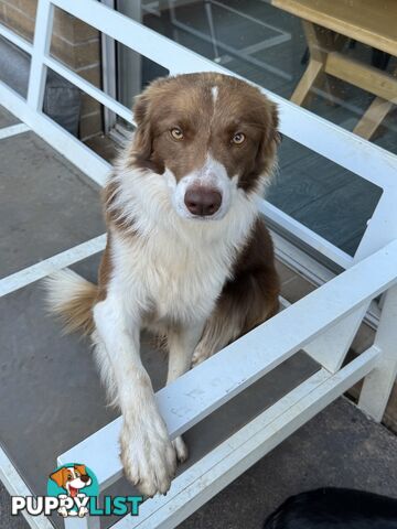 Pure bread border collie puppys