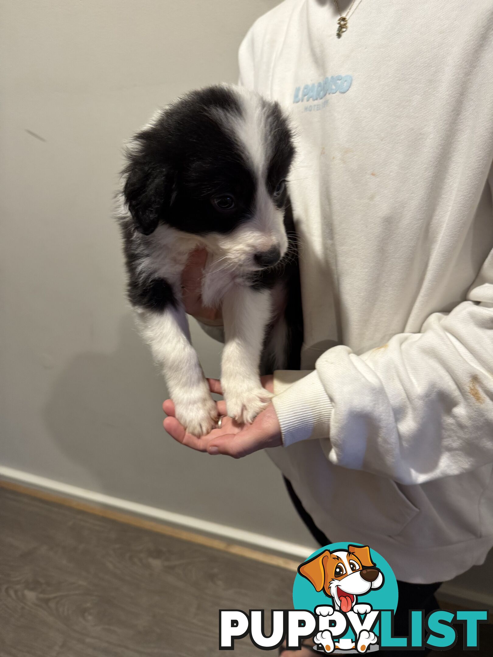 Pure bread border collie puppys