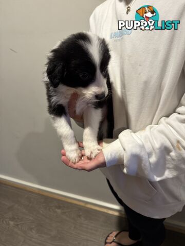 Pure bread border collie puppys