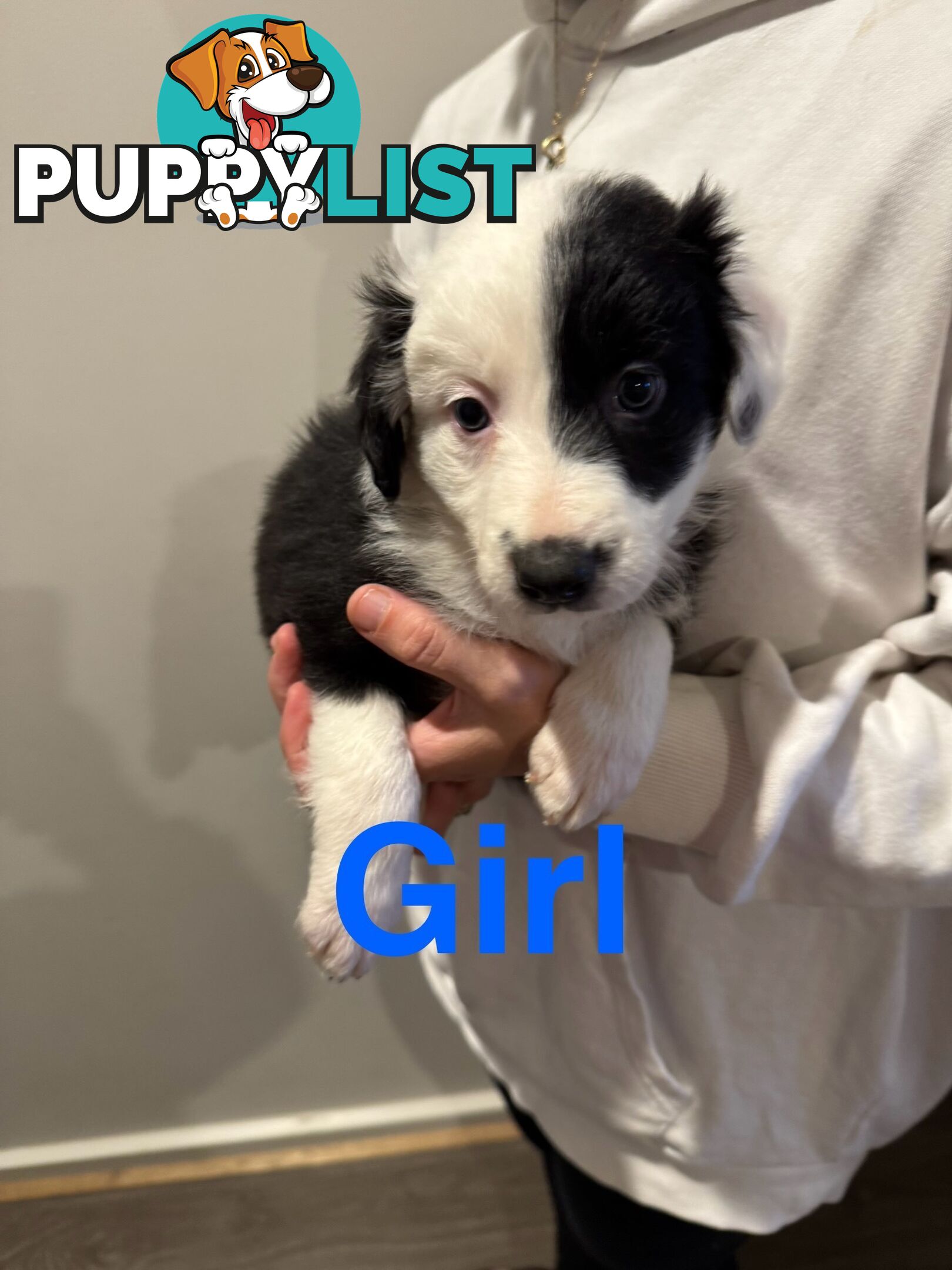Pure bread border collie puppys