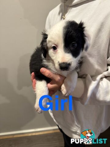 Pure bread border collie puppys