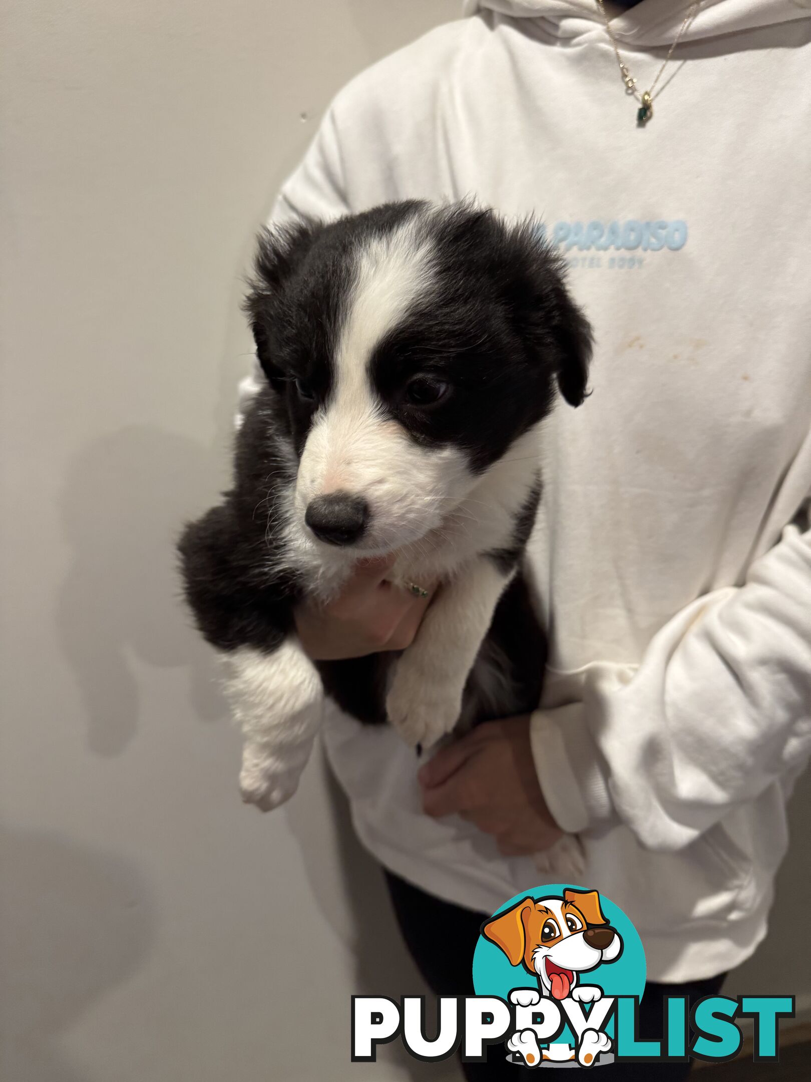 Pure bread border collie puppys