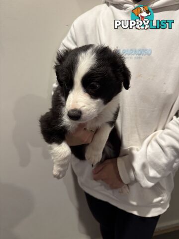 Pure bread border collie puppys