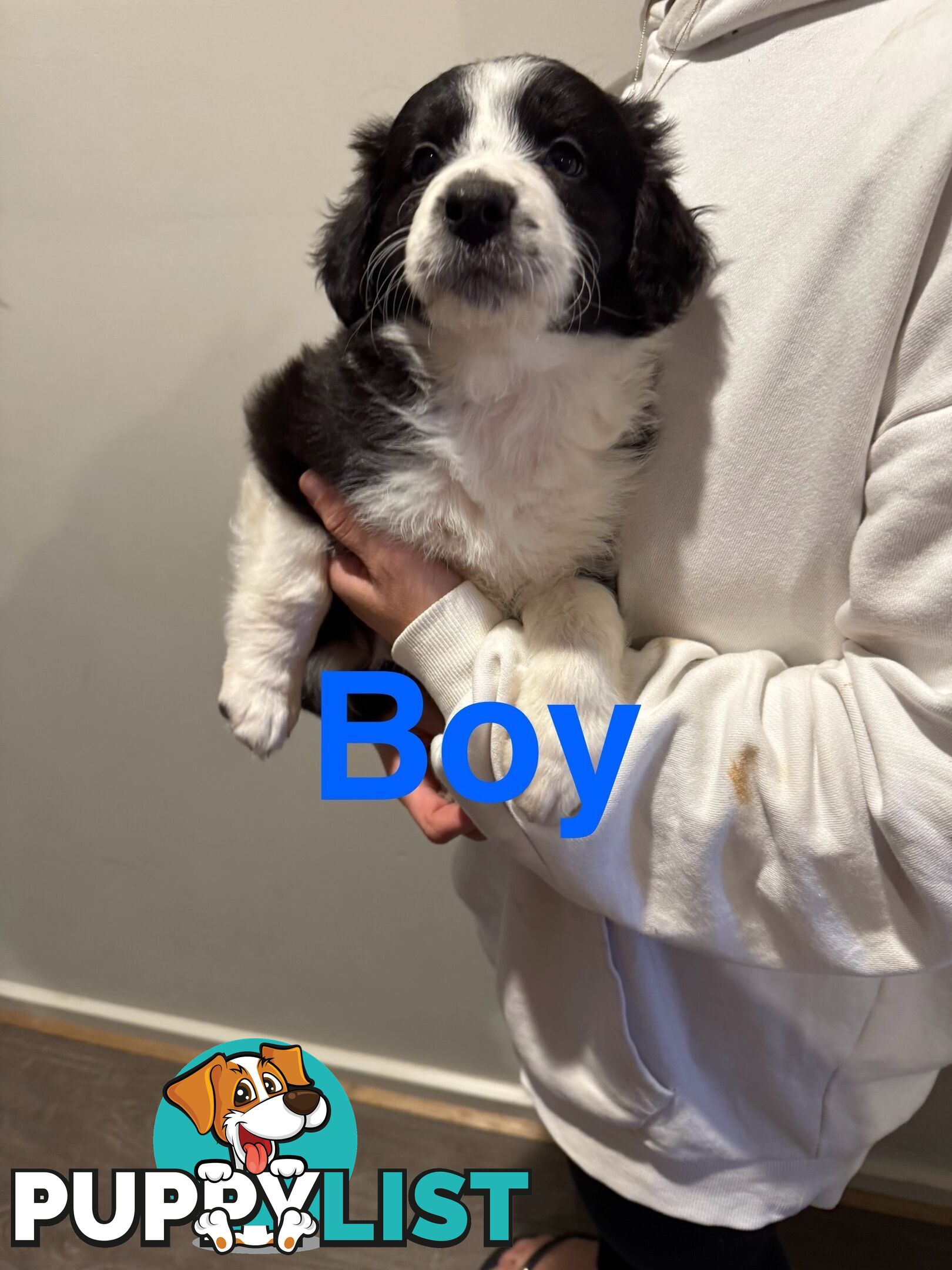 Pure bread border collie puppys