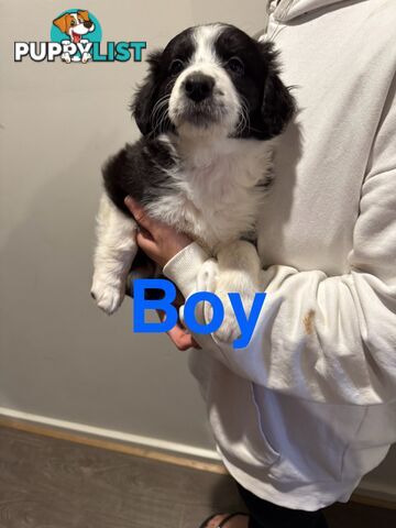 Pure bread border collie puppys