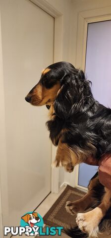 Longhaired mini dachshund for Sale