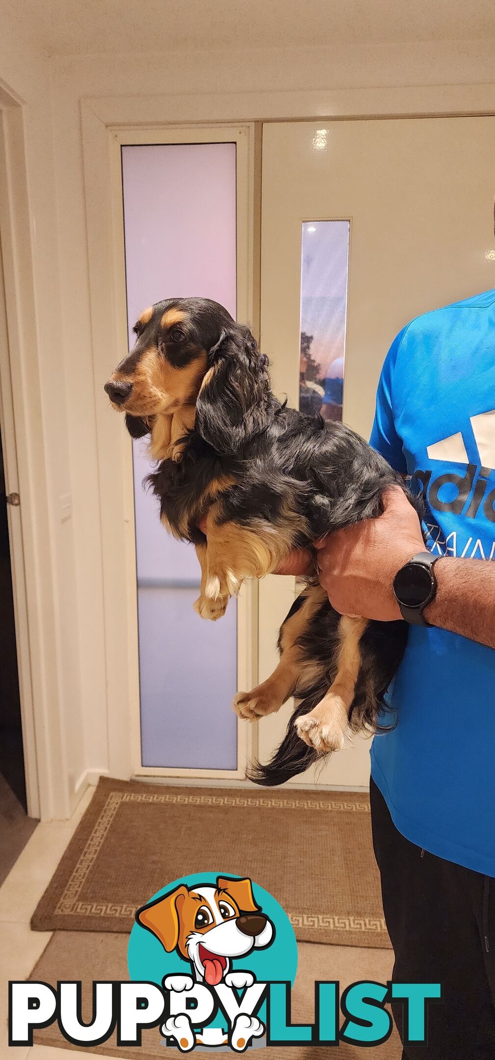 Longhaired mini dachshund for Sale