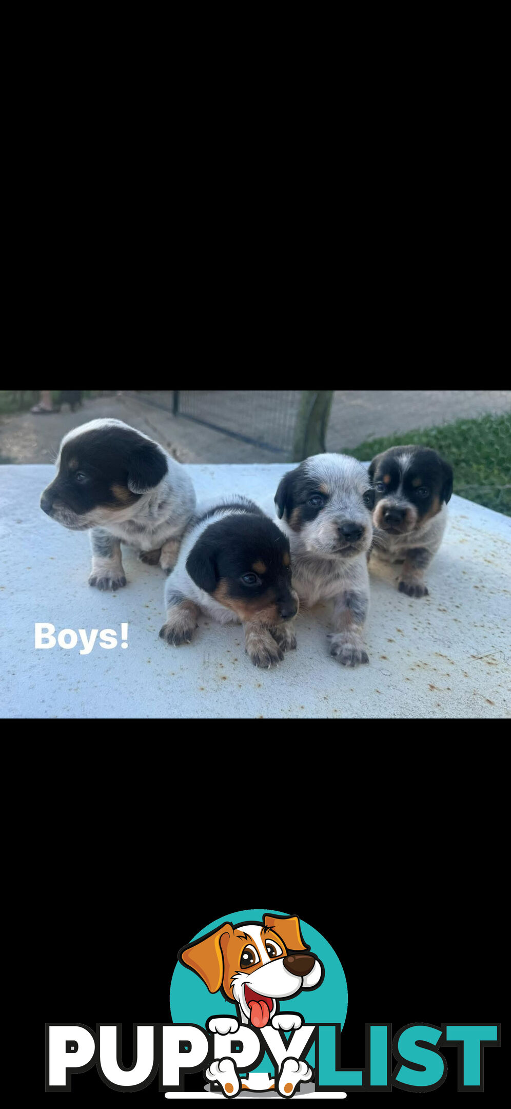 Doxie Heeler&amp;#39;s!